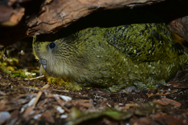 Atareta the Kakapo